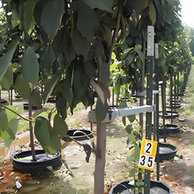 Load image into Gallery viewer, A TMO-PRO tree support tool installed on several young trees at a tree growing facility.