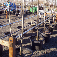 Load image into Gallery viewer, Trellis-Mate (3 Pack) Mounted Tree & Plant Support