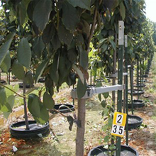 Load image into Gallery viewer, TMO-PRO (Bulk 15-25% Off)