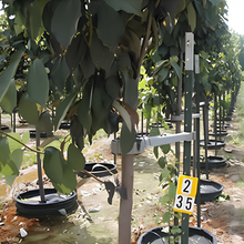 Load image into Gallery viewer, A TMO-PRO tree support tool installed on several young trees at a tree growing facility.
