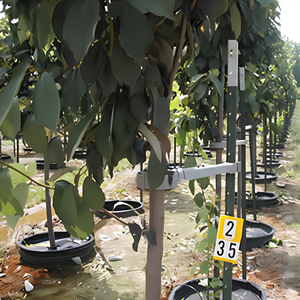 A TMO-PRO tree support tool installed on several young trees at a tree growing facility.